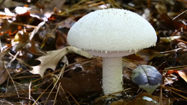 psilocybin mushroom