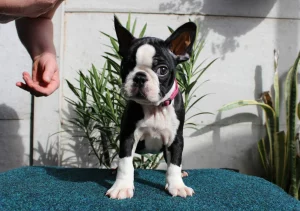 boston terriers for sale