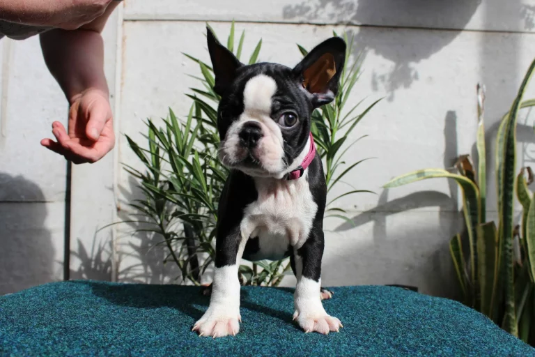 boston terriers for sale