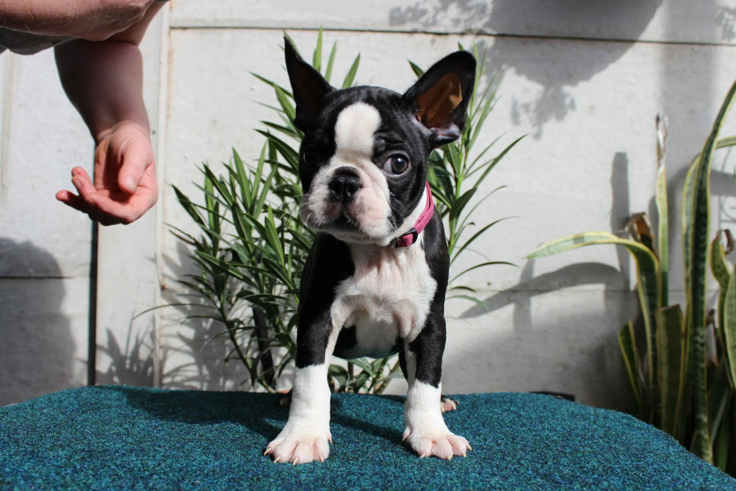 boston terriers for sale